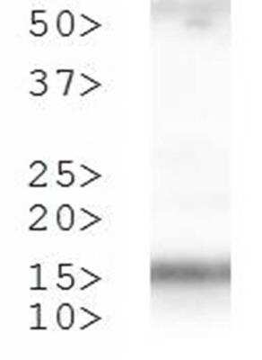 Western Blot: Histone H3 [p Thr3, Dimethyl Lys4] AntibodyBSA Free [NB21-1013]